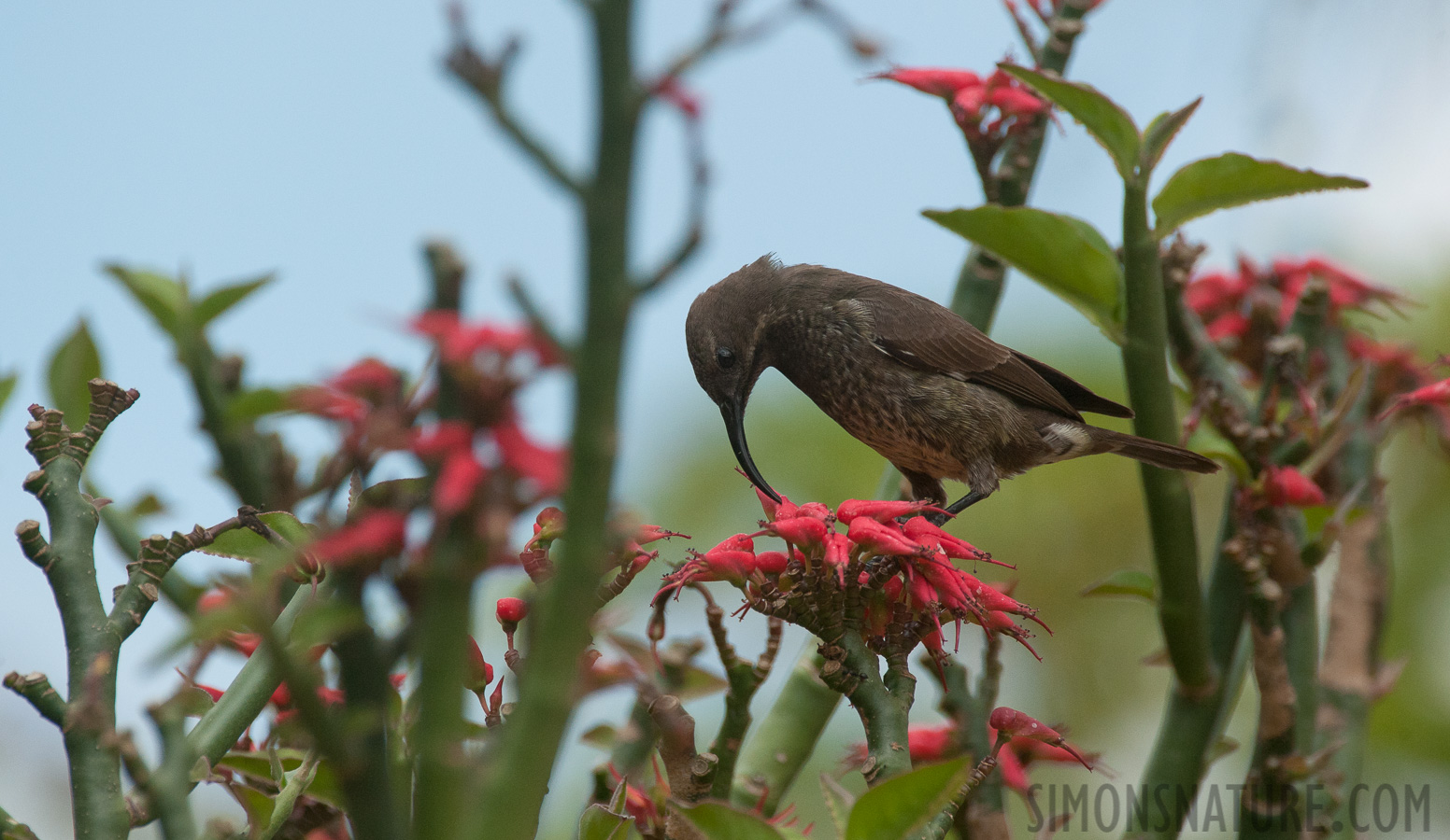 Chalcomitra senegalensis [550 mm, 1/3200 sec at f / 8.0, ISO 1600]